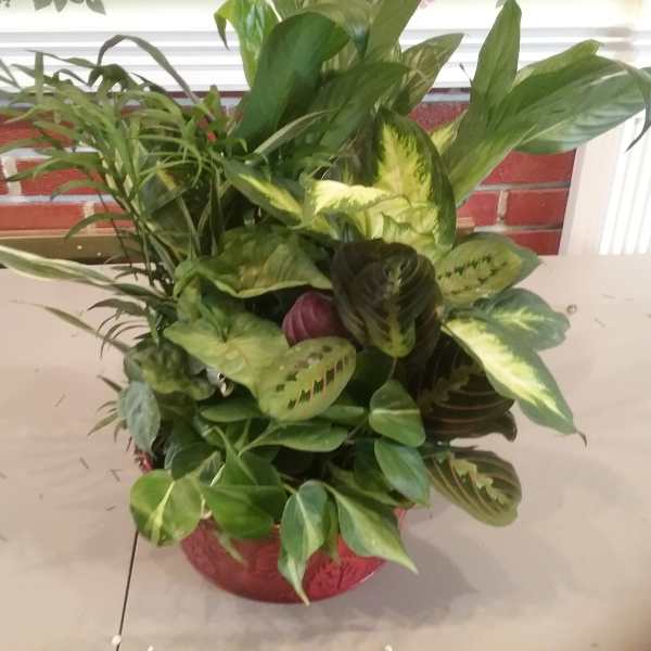 Potted leafy houseplant arrangement in a red container