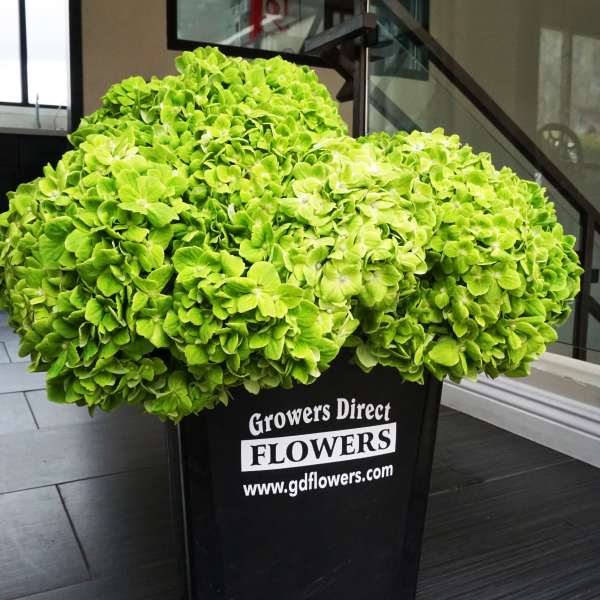 Large cluster of bright green hydrangeas in a black Growers Direct Flowers bucket