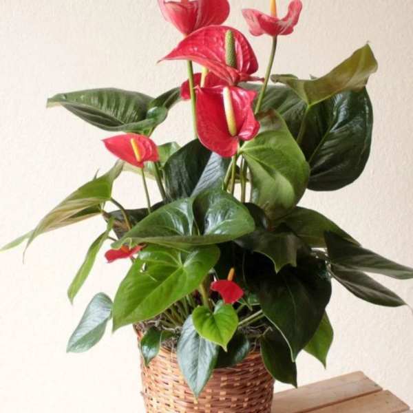 Potted anthurium plant with red blooms in a woven basket