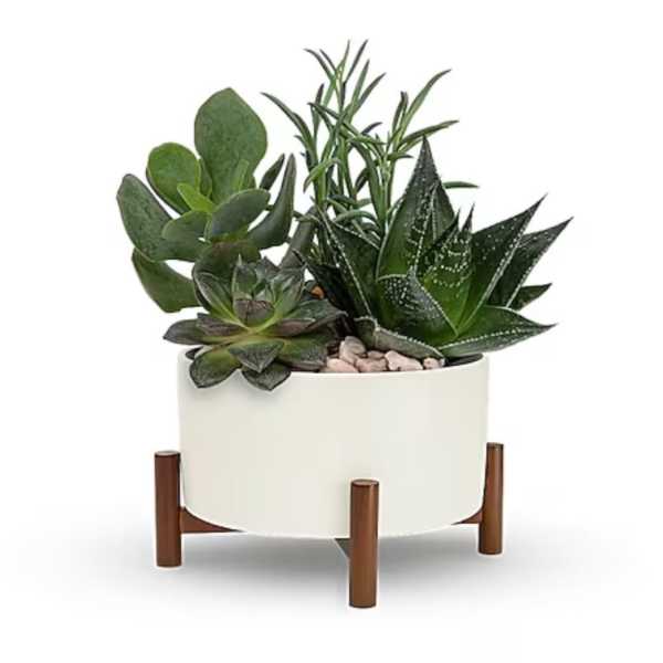 Succulent arrangement in a white planter on a wooden stand
