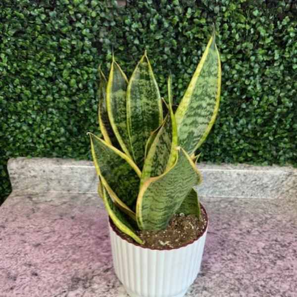 Potted snake plant in a white ribbed planter