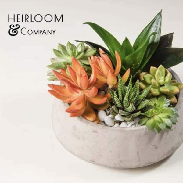 Succulent arrangement in a round concrete planter with white stones