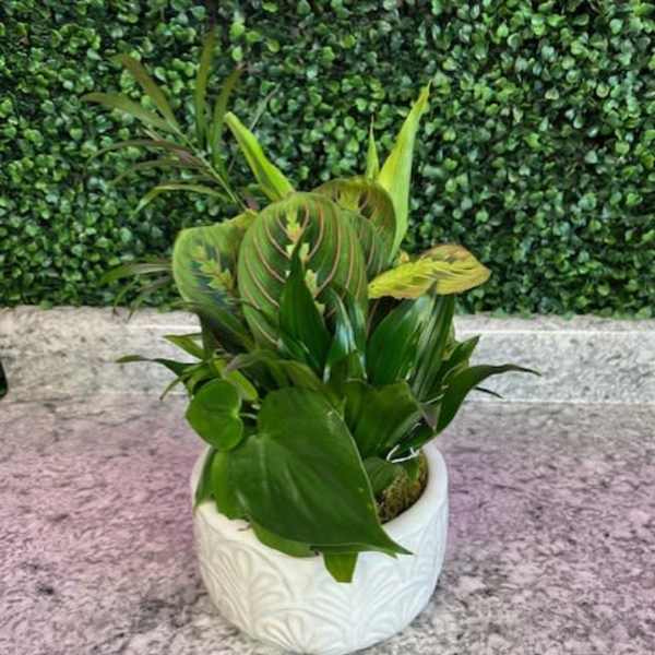 Green potted plant in a white ceramic pot