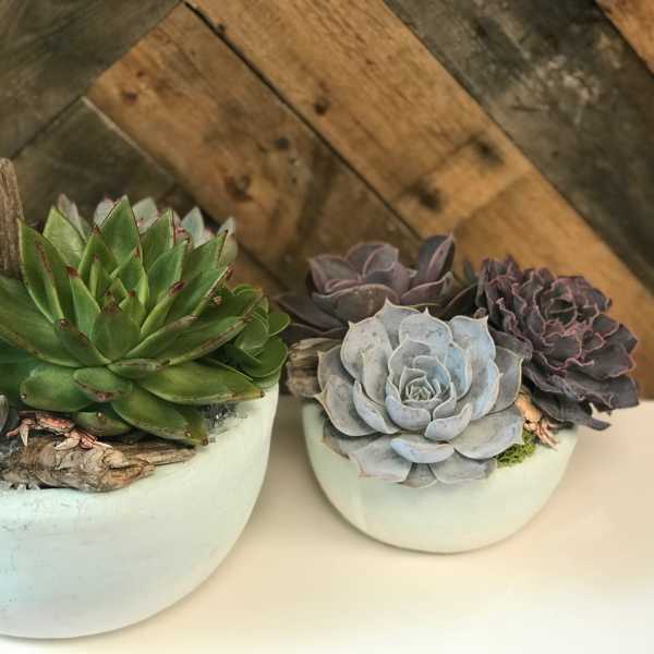 Two succulent arrangements in white bowls on a wooden surface