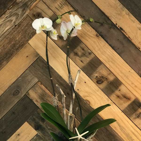 White orchid plant in a square white pot with moss and a starfish accent