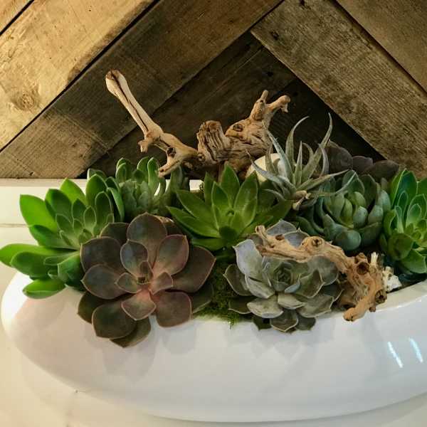 Succulent arrangement in a white oval planter with driftwood accents