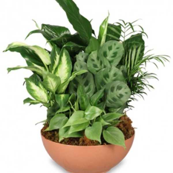 Assorted green houseplants arranged in a low round terracotta bowl planter