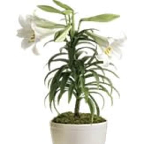 Potted plant with white flowers in a white container