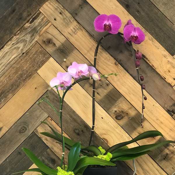 Two potted orchid plants with pink blooms in black square containers