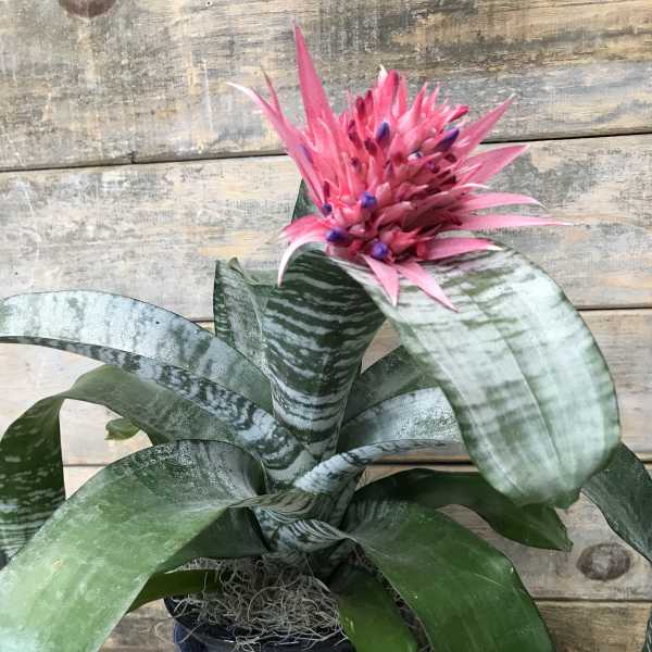 Potted bromeliad with a bright pink flower spike