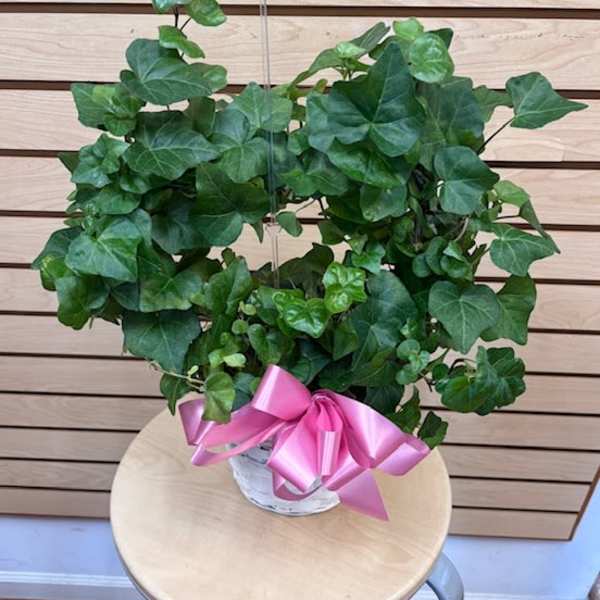 Ivy Plant in 6" Basket