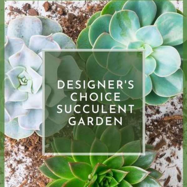 Designers choice succulent garden