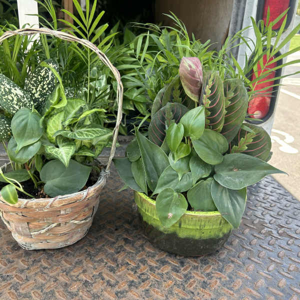 Two mixed green houseplant planters in a basket and a ceramic pot