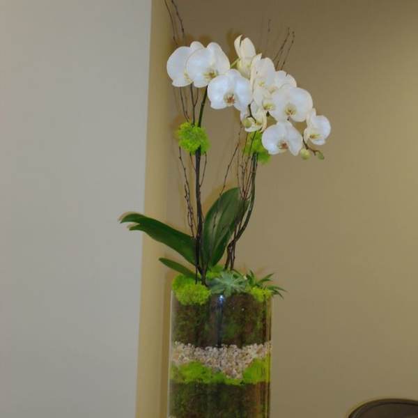 White orchid arrangement in a tall glass vase with moss and pebbles
