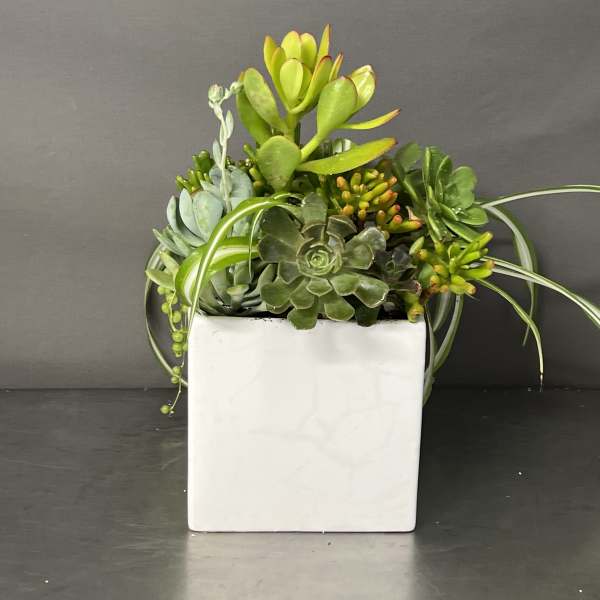 Succulent arrangement in a white square planter
