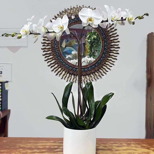 White orchid plant in a white pot on a table