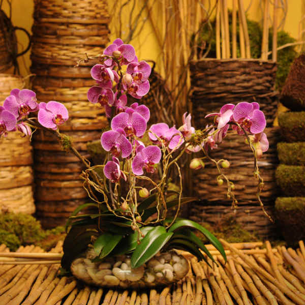 Purple orchids arranged in a glass bowl with stones