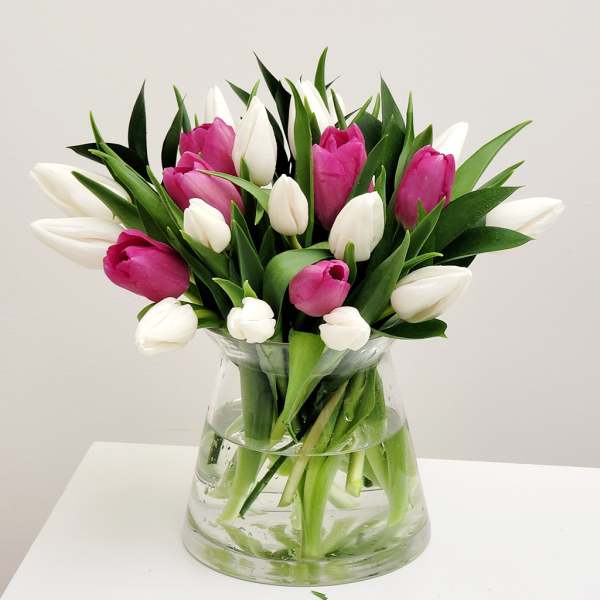 Pink and white tulips arranged in a clear glass vase