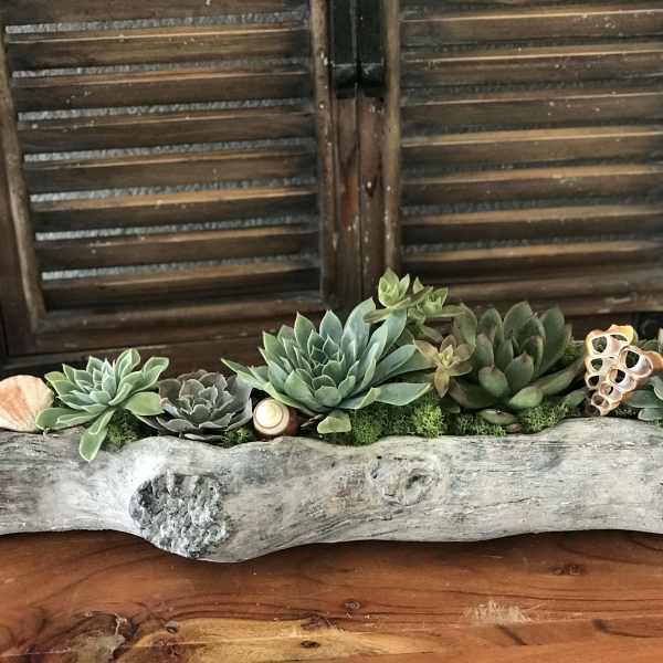 Succulent arrangement in a driftwood planter with seashell accents