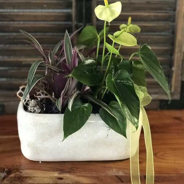 Potted tropical plant arrangement in a white ceramic container