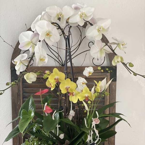 Orchid arrangement in a white bowl with a black-and-white ribbon