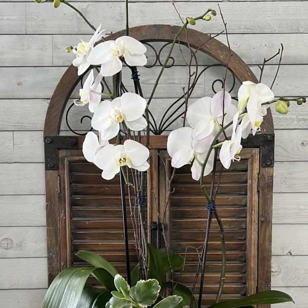 White orchid arrangement in a white ceramic pot with ribbon