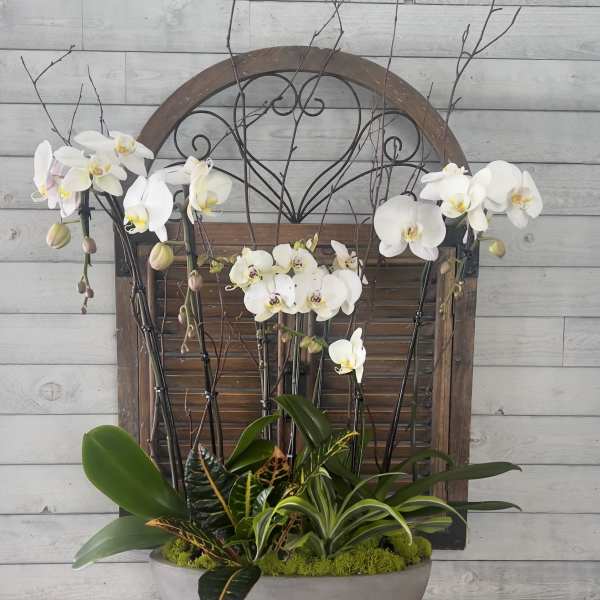 White orchids arranged in a gray bowl planter with mixed foliage