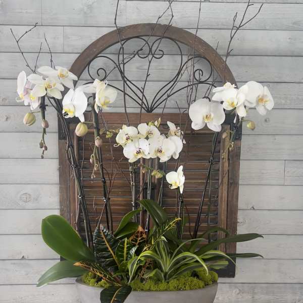 White orchids arranged in a gray bowl with branches and mixed foliage