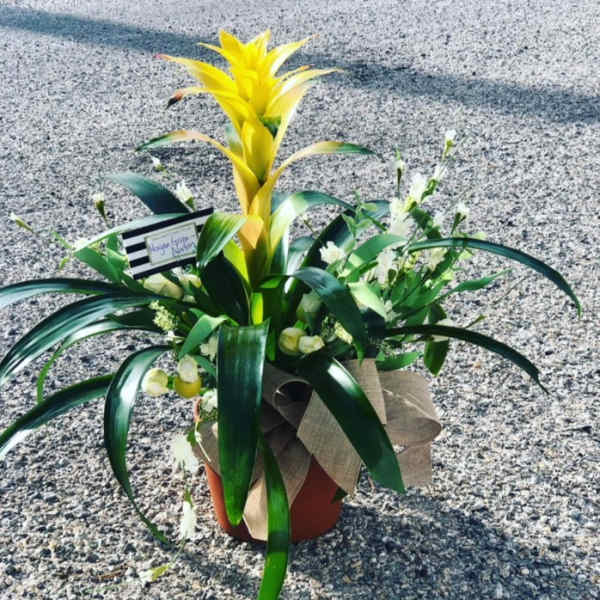 Potted floral arrangement with a tall yellow bromeliad and white accent flowers