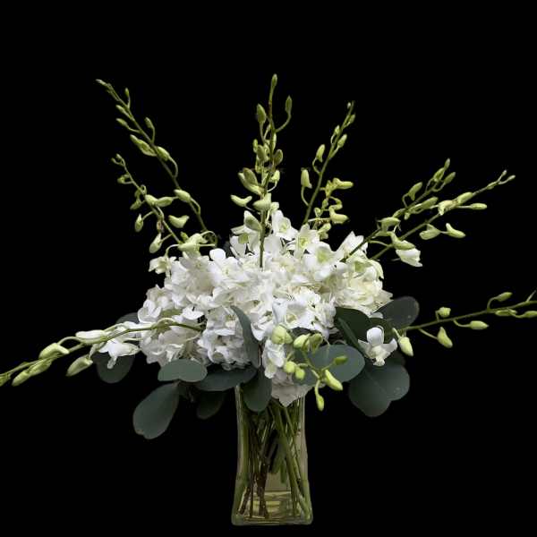 Elegant Orchids