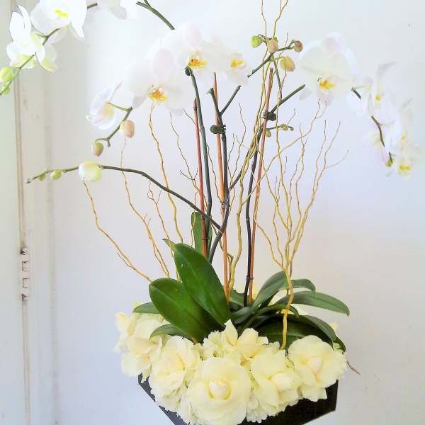 White orchids arranged in a black square container with pale flowers at the base.