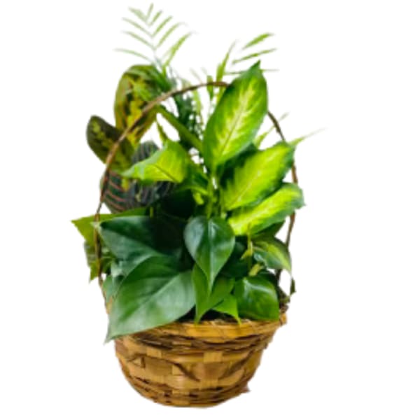 Basket of assorted green houseplants with a woven handle