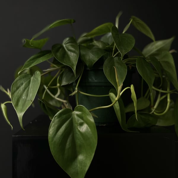 Philodendron 'Heartleaf' 6"
