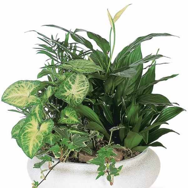 Mixed green houseplants in a white bowl planter