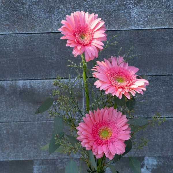 Pink gerbera daisies in a clear glass vase
