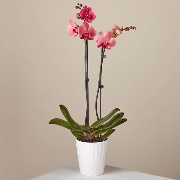 Pink orchid plant in a white pot