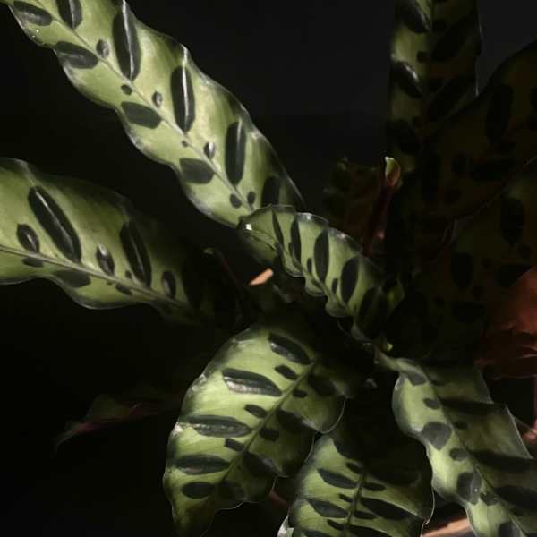 Calathea 'rattlesnake' 6"