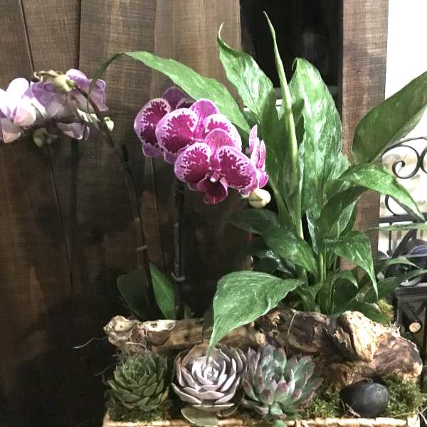 Orchid and succulent arrangement in a woven basket