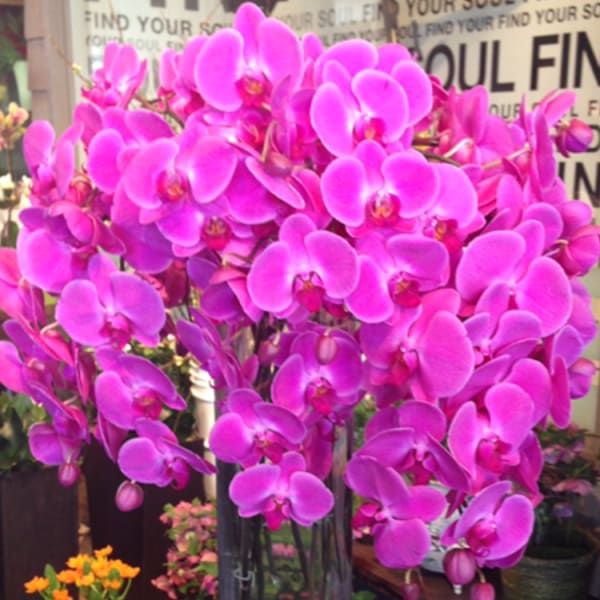 Tall vase of bright pink orchids on a stool