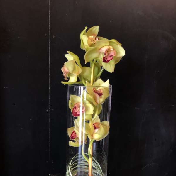 Cymbidium Orchid