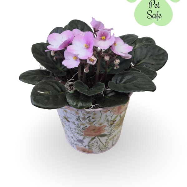 African Violet Plant
