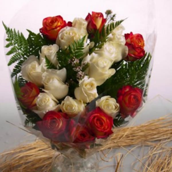 Bouquet of red and white roses wrapped in clear plastic
