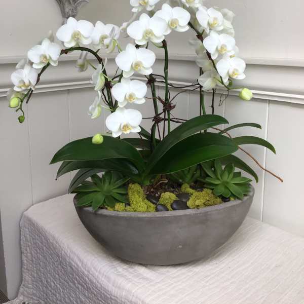 White orchids arranged in a shallow gray bowl with succulents