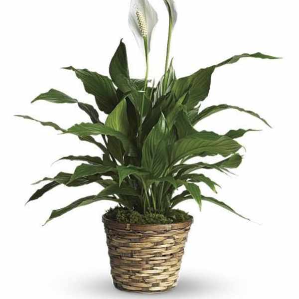 Peace Lily