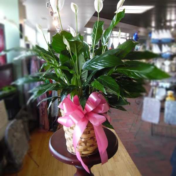 Potted peace lily in a woven basket with a pink ribbon