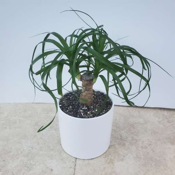 Potted ponytail palm in a white planter with decorative stones