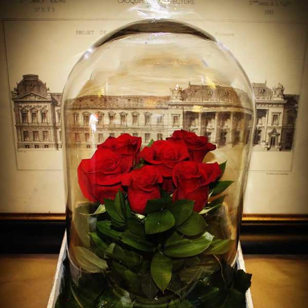 Red roses under a cloche dome.