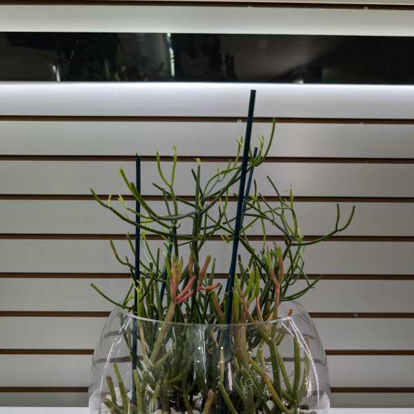 Potted succulent arrangement in a round glass bowl with white stones