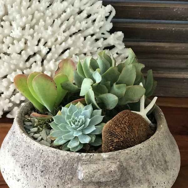 Succulent arrangement in a stone bowl with a white coral decoration
