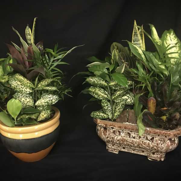 Two mixed potted plant arrangements in decorative containers.
